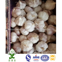 Frischer normaler weißer Knoblauch 5.5cm 10kgs lose Karton